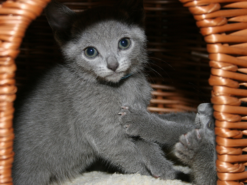 Russian Blue Cat Price How Much Do Russian Blue Kittens Cost Russian 