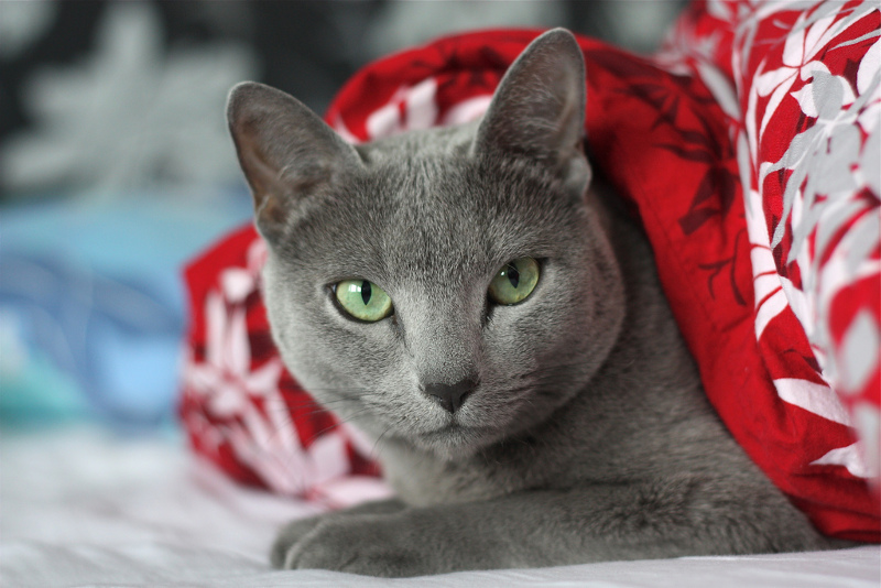 Russian Blue cats: Perfect for your Allergies | Russian Love 2015